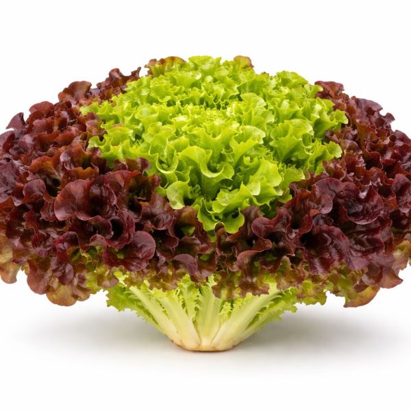 חסה סלנובה ארוז